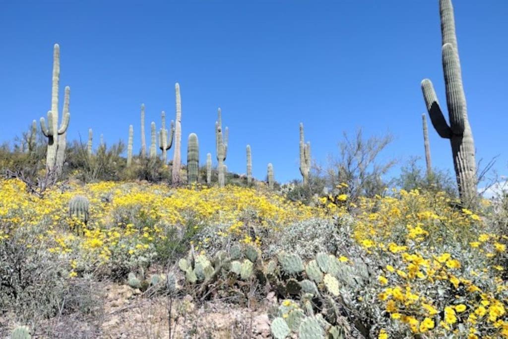 Tucson Mnt Foothills Saguaro Bliss Exterior foto